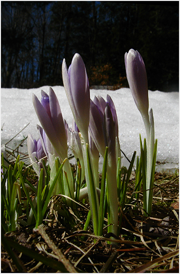 Crocuses.