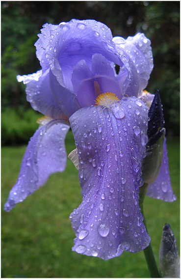 Moist flower.