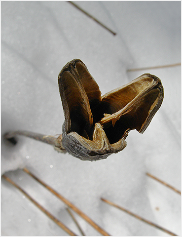 Stalk and snow.