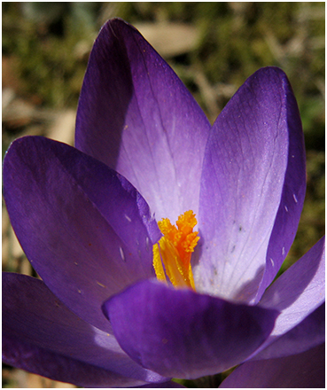 Early crocuses.