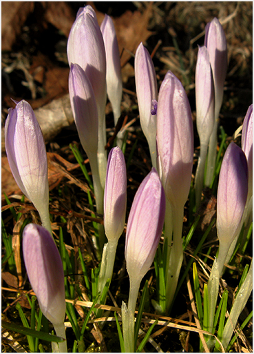 Early crocuses.