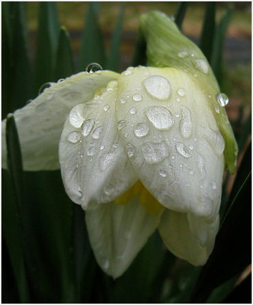 Daffodil.