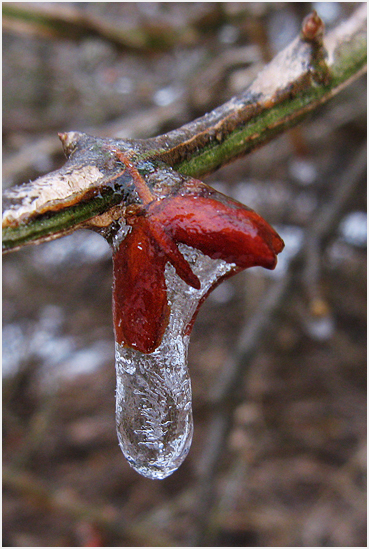 Freezing rain.