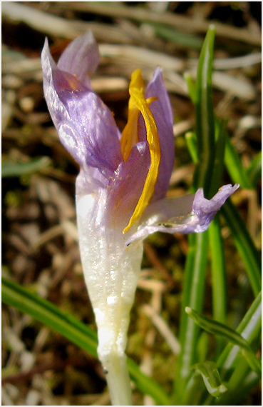 Crocus.