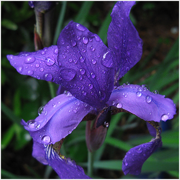 Flower in the rain.