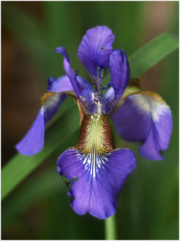 Iris.