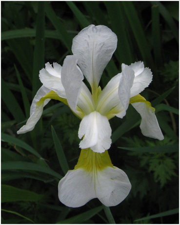 Iris.