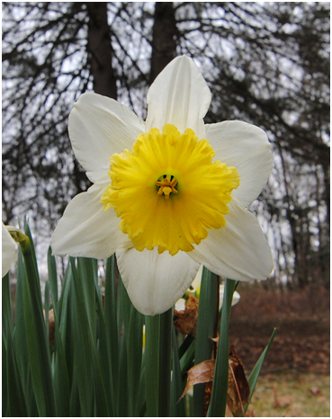 Blooms.