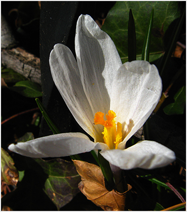 Crocus