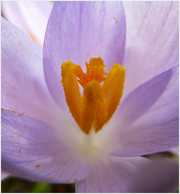 Crocus