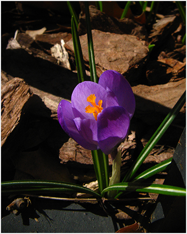 Crocus