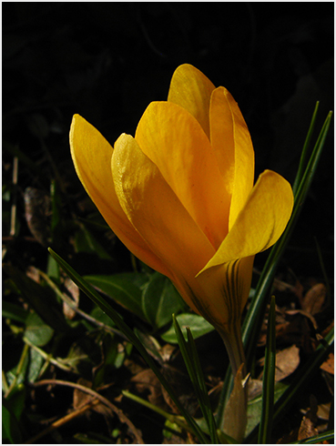 Crocus