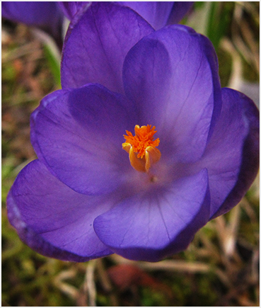 Crocus