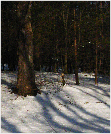 Melting snow.