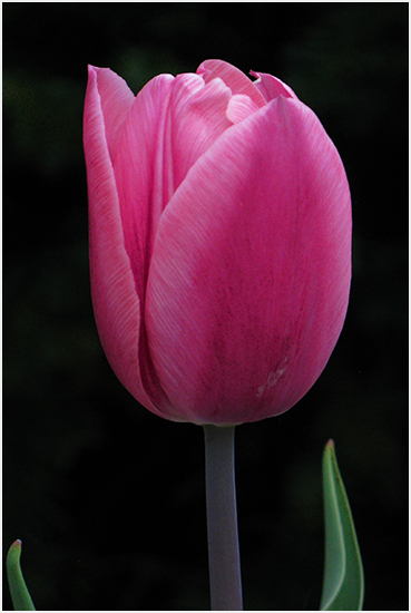 Tulip