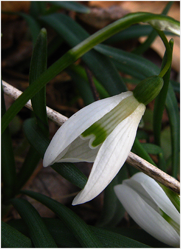 Snow Drop.