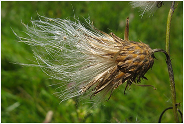 Thistle in Litchfield.