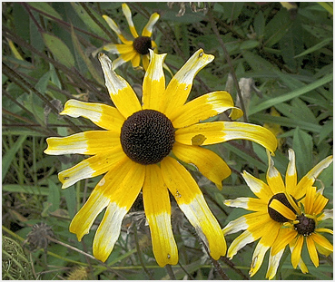 Blooms showing age.