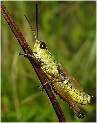 Green grasshopper.