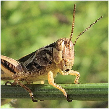 Grasshopper with striped antennae.