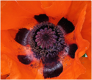 Poppy -- close up.