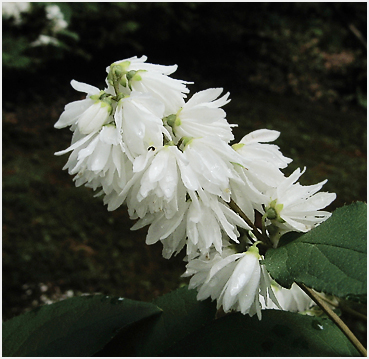 Deutzia