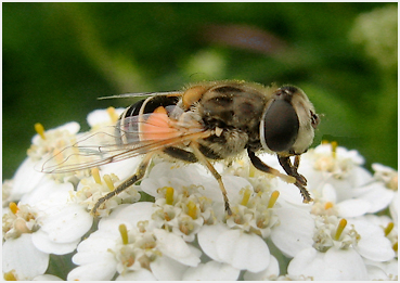 Bee on common yarrow.