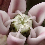 milkweed