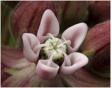 Milkweed.