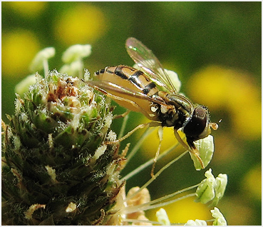 Bee on flower.