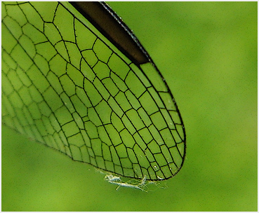 Dragonfly wing.