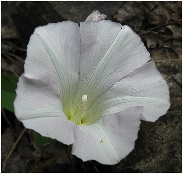 Roadside flower in Litchfield, CT.