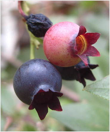 Blueberries ripening in Litchfield.