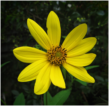 Yellow flower.