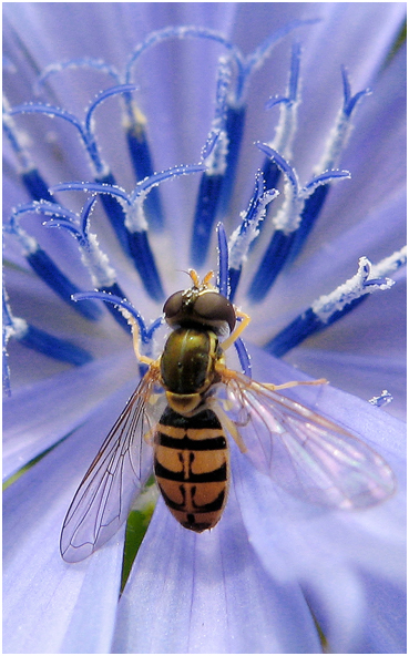 Bee, pollen, chicory bloom, Litchfield CT