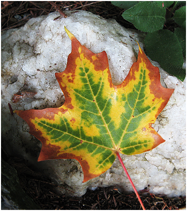 Leaf on a rock in Litchfield County Connecticut
