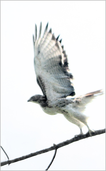 Hawk at liftoff, Litchfield County Connecticut