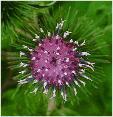 Knapweed in meadow, Litchfield County Connecticut