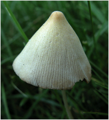 Mushroom, Litchfield County Connecticut