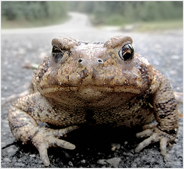 Frog in the road in Litchfield Connecticut