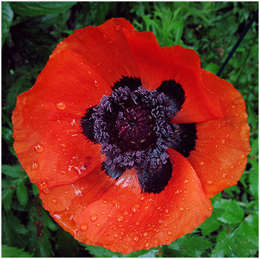 poppy flower