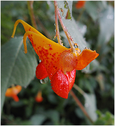 Moist flower.