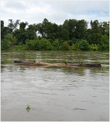 Tree trunk in river.