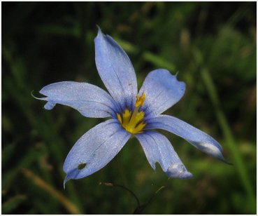 Mountain blue-eyed grass flower.
