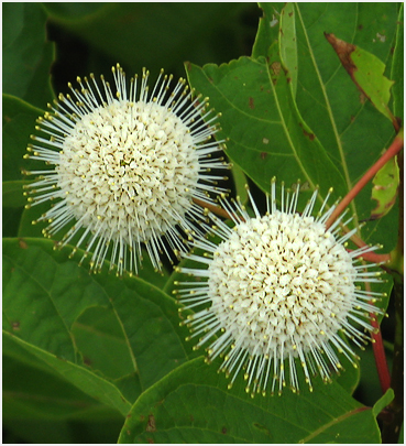 Buttonbush.