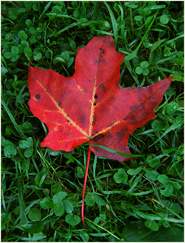 Maple leaf.