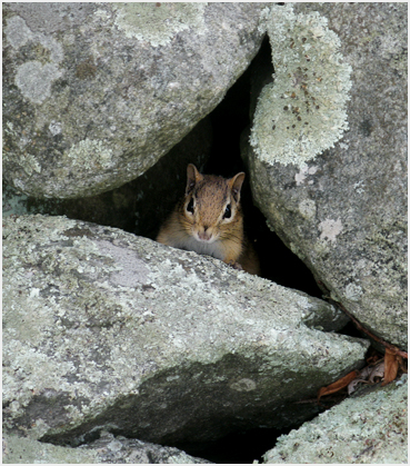 Chipmonk.