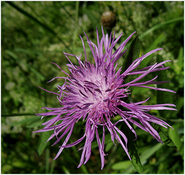Spotted knapweed flower.