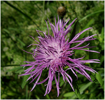 Spotted knapweed flower.