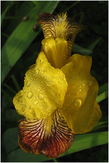 Yellow flower.